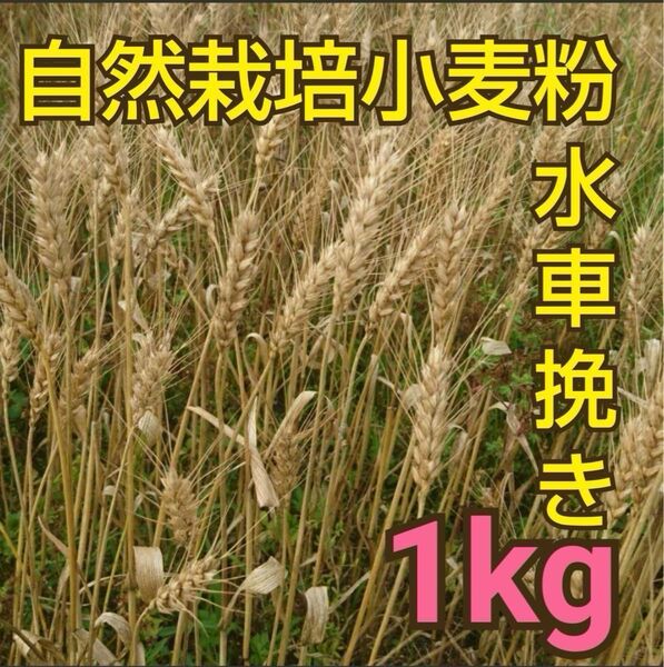 自然栽培 水車挽き中力粉 1kg 熊本県産