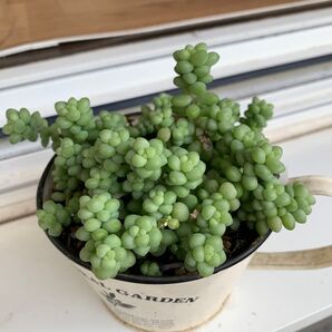 多肉植物 セダム ビアホップ カット苗
