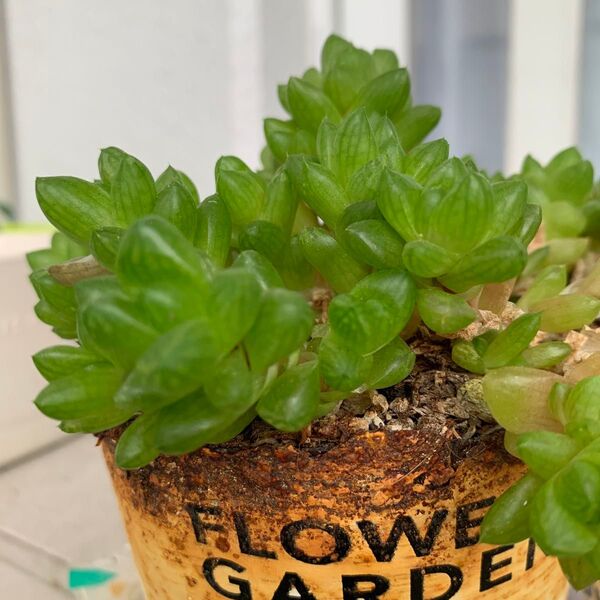 ハオルチア ウンブラティコラ 多肉植物