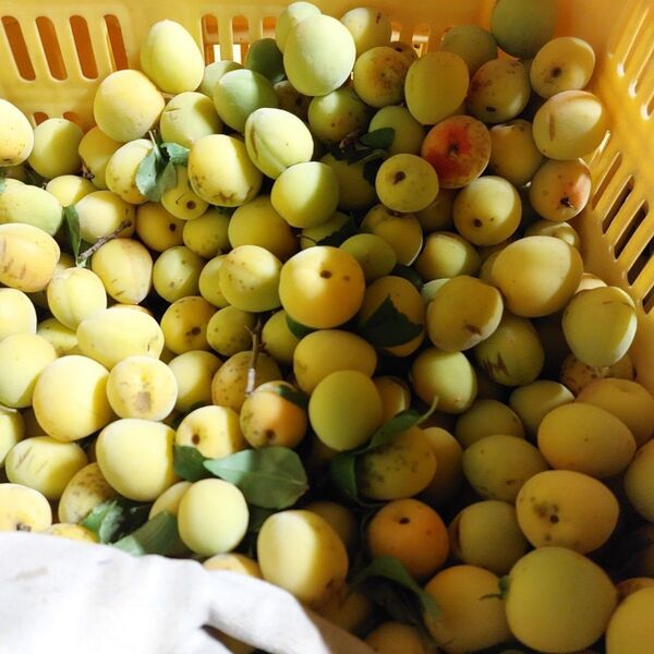 完熟梅 (箱込み5kg) 完熟梅配送中にもどんどん黄色くなります 箱込み5kg箱詰め発送 青梅