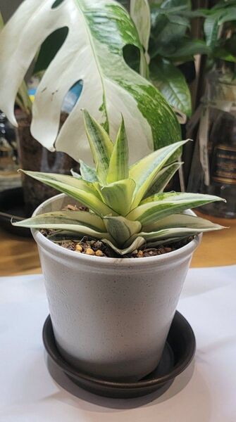 サンスベリア ガブリエラ ホワイト 斑入り 美株 サンセベリア 鉢・皿付き●宅配便送料込み● 画像と説明文を良くご覧ください