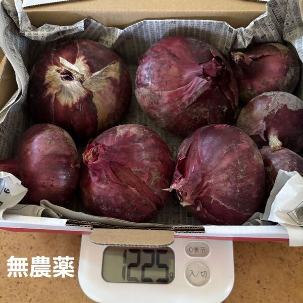 赤玉ねぎ 約1.2kg 無農薬家庭菜園