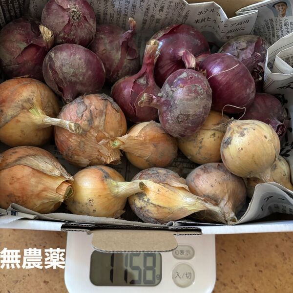 無農薬家庭菜園 玉ねぎ 約1158g