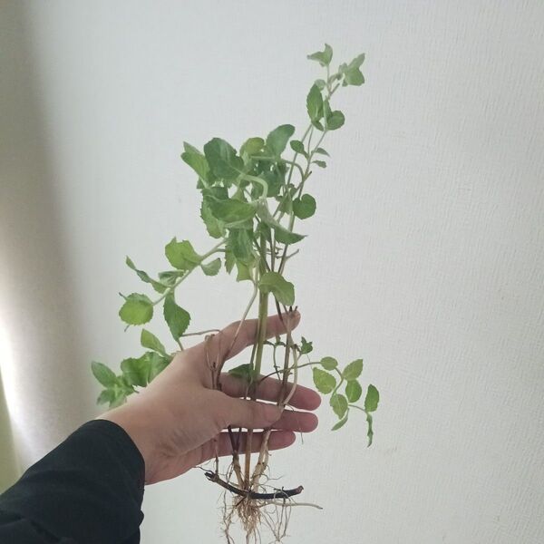 抜き苗確認