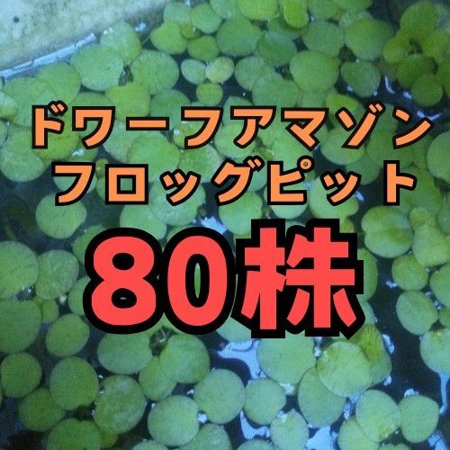 ドワーフアマゾンフロッグピット 80株 浮草 水草 メダカ ビオトープ 産卵床 無農薬