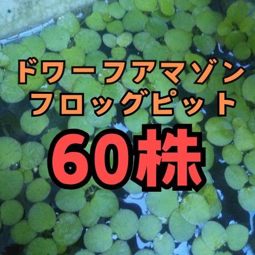 ドワーフアマゾンフロッグピット 60株 水草 浮草 ビオトープ メダカ 産卵床