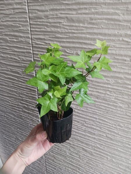 アイビー 抜き苗 3号 アイビーグリーン ヘデラ つる性植物 観葉植物 ポット苗