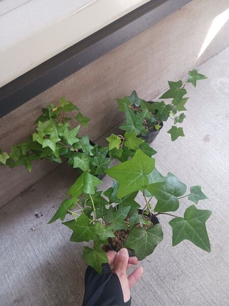 アイビー 抜き苗 3号 アイビーグリーン ヘデラ つる性植物 観葉植物 ポット苗