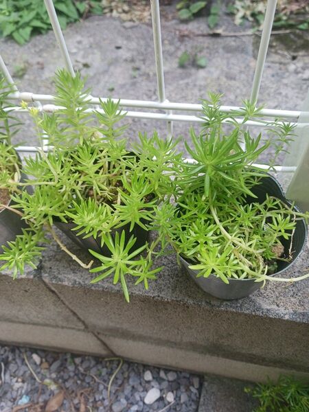 セダム 抜き苗 2株 3号ポット苗 2鉢 多肉植物