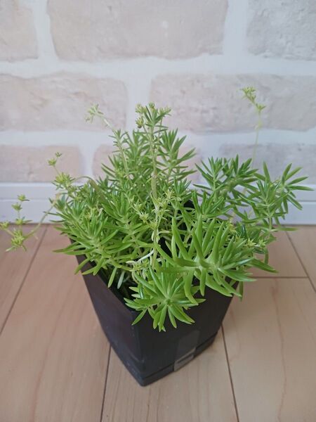 セダム 多肉植物 4号 水受け皿つき