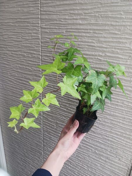 アイビー 抜き苗 3号 アイビーグリーン ヘデラ つる性植物 観葉植物 ポット苗