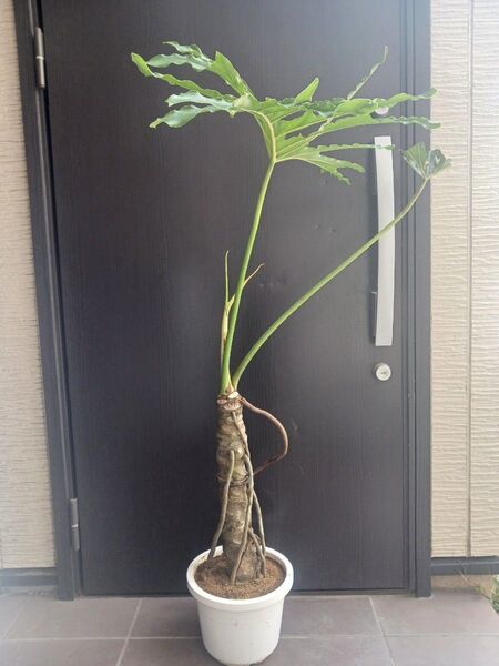 2 セローム 8号 幹上がり 八丈島産 個性的 観葉植物