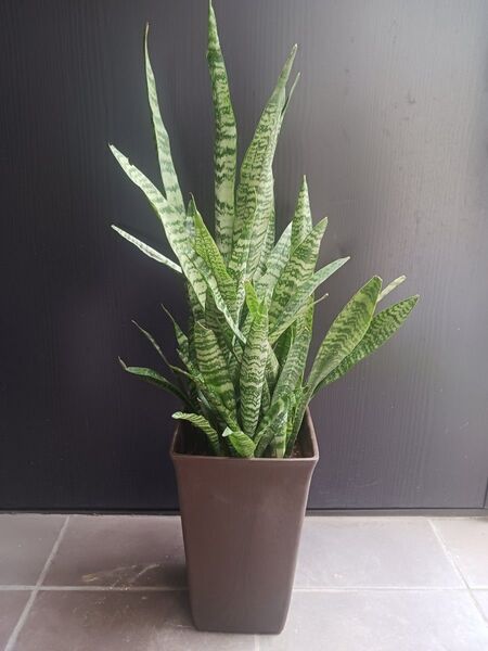 5 サンスベリア サンセベリア 6号 観葉植物 ゼラニカ