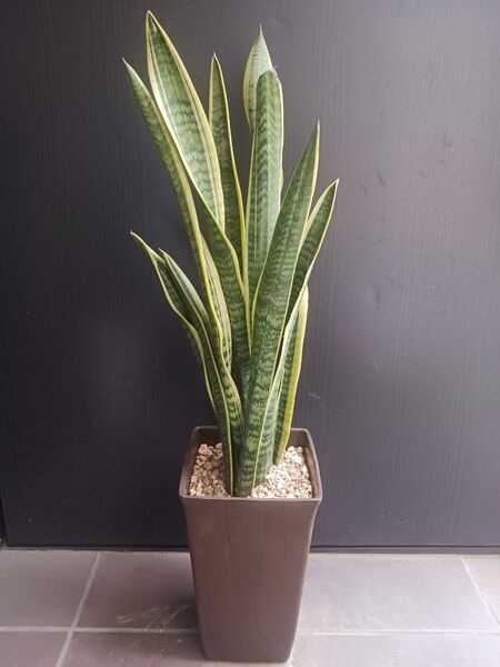 6 サンスベリア サンセベリア 6号 観葉植物 ローレンチ