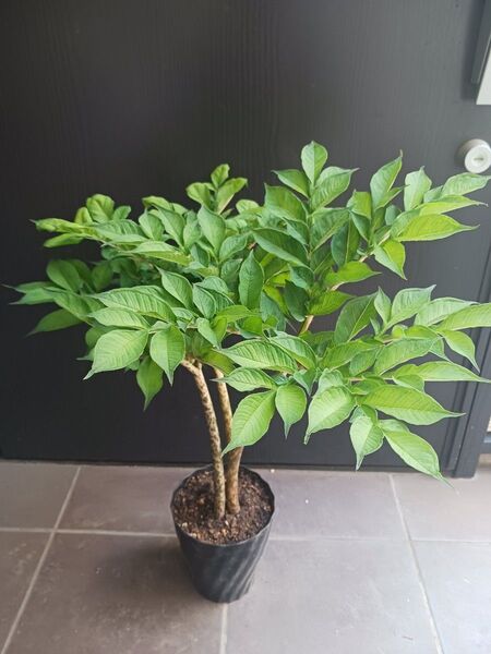限定8鉢★レア 1 コンニャク芋 鉢植え 5号 観葉植物 あかぎ 珍しい植物