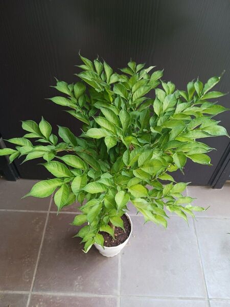 限定8鉢★3 コンニャク芋 鉢植え 5号 観葉植物 あかぎ 珍奇植物