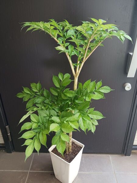 限定8鉢★4 コンニャク芋 鉢植え 7号 観葉植物 あかぎ 珍奇植物