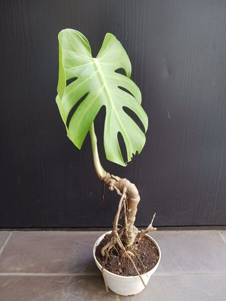 1 モンステラ コンパクタ 5号 幹上がり 幹立ち 気根 観葉植物 モンステラデリシオーサ
