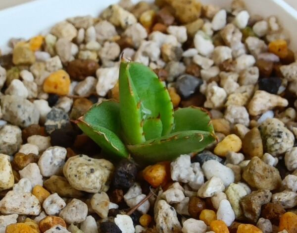 アガベ チタノタ フィリグリー デビル 圓葉拇指 ダブルヘッド 子株の販売 Agave titanota 多肉