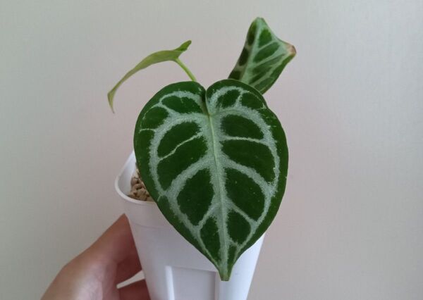 【特別値下げ】アンスリウム ドラヤキ × シルバーブラッシュ Anthurium Dorayaki × Silver brush