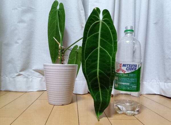 【価格相談を受け緊急値下げ】【巨大株】アンスリウム ワロクアナム ワロクアーナム Anthurium warocqueanum