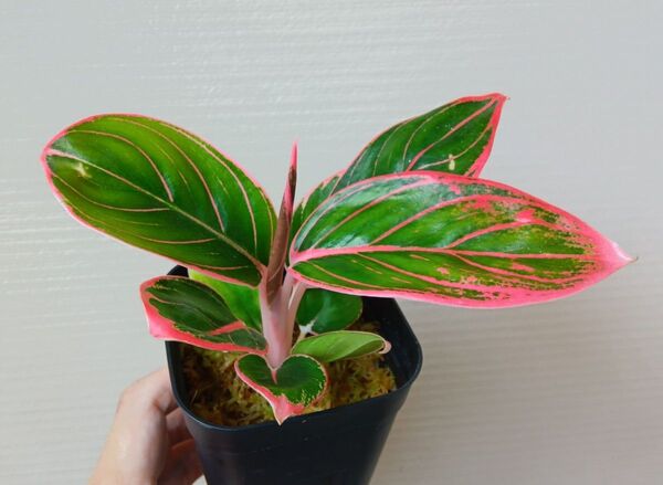 【期間限定値下げ】【希少・レア】【現品】アグラオネマ ロータスディライト Aglaonema Lotus Delight 観葉植物