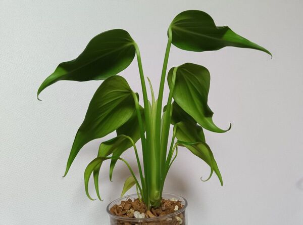 【超美株】モンステラ バールマルクスフレーム Monstera burle marx’s flame