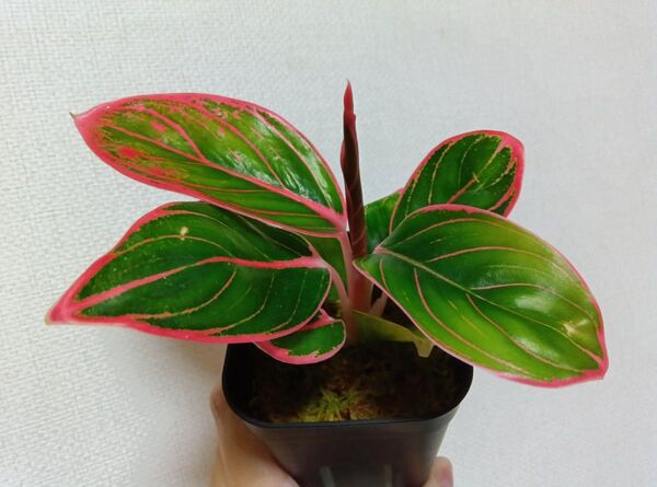 【期間限定値下げ】【希少・レア】【現品】アグラオネマ ロータスディライト Aglaonema Lotus Delight 観葉植物