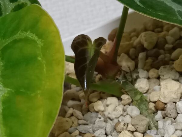 【特別価格】アンスリウム ドラヤキ × シルバーブラッシュ Anthurium Dorayaki × Silver brush