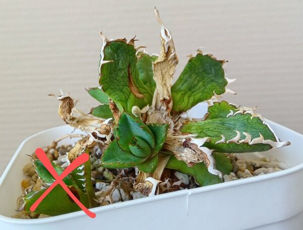【期間限定値下げ】アガベ チタノタ フィリグリー デビル 圓葉拇指 ダブルヘッド 親株と子株のセット販売