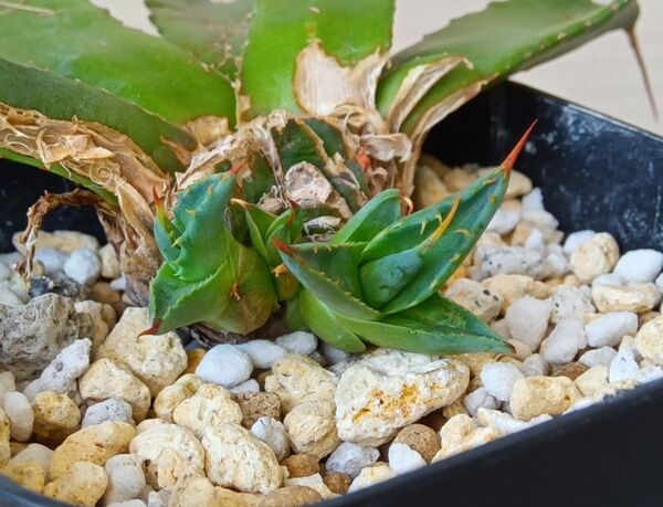 【早い者勝ち】アガベ ジェントリージョーズ 子株1株のみ販売 多肉植物 Agave