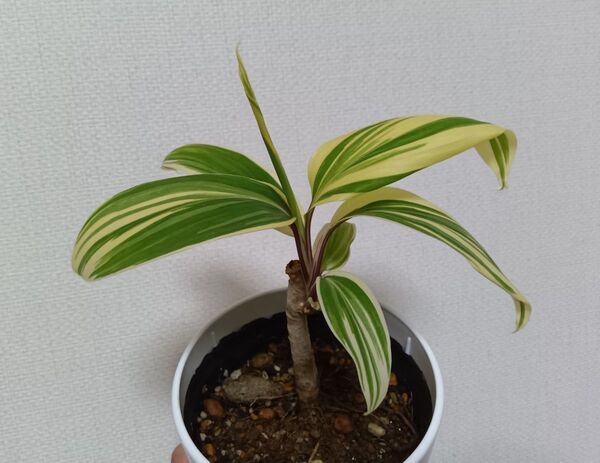 【期間限定値下げ】コルジリネ チョコレートクイーン 観葉植物 植物 コルディリネ ドラセナ 現品 1枚目画像が出品株