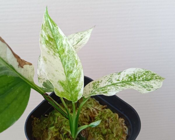 【希少】【レア】モンステラ ラニアタ フルミント monstera laniata 斑入り