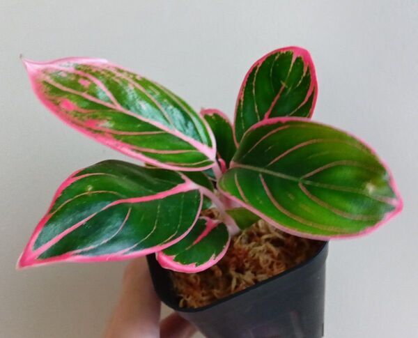 【期間限定値下げ】【希少・レア】【現品】アグラオネマ ロータスディライト Aglaonema Lotus Delight 観葉植物