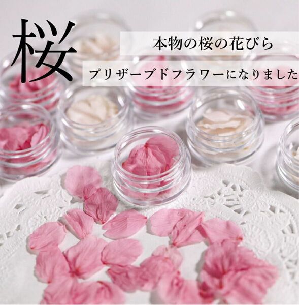 【ニトリル手袋のおまけ付き】さくら 花びら ドライフラワー プリザーブド加工 フレッシュピンク レジン パーツ 桜 小分け