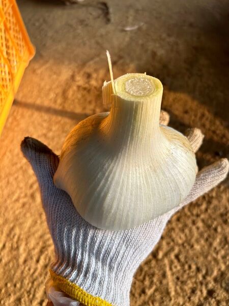 4kg バラ ジャンボニンニク 無農薬