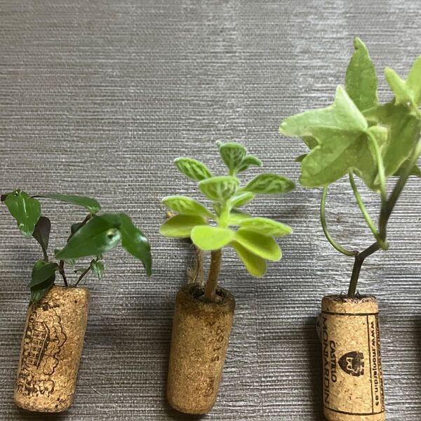 ミニ観葉植物インテリア