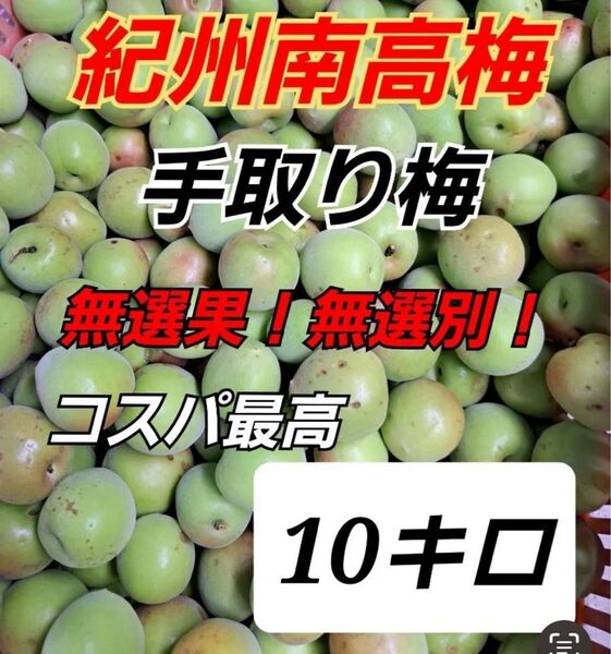 南高梅 10キロ
