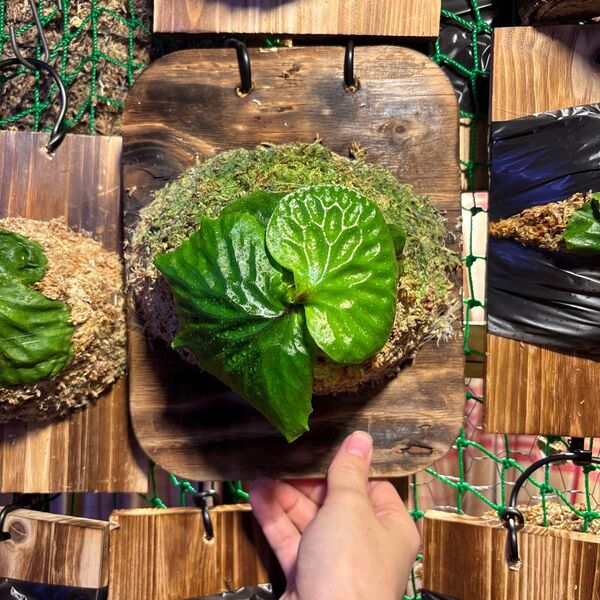 ビカクシダ マダガスカリエンセ 胞子培養