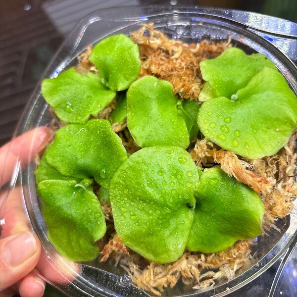 ビカクシダ リドレイ 胞子培養株