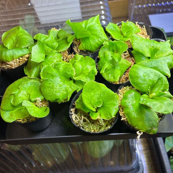 リドレイワイルド ビカクシダ 胞子培養 お買い得セット