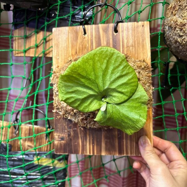 ビカクシダ 板付け リドレイ 胞子培養