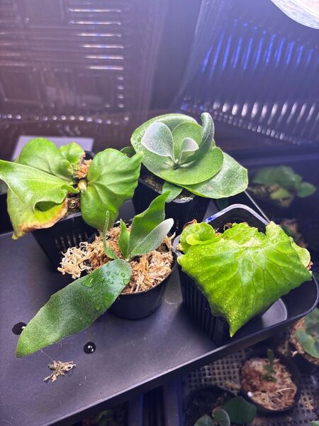 ビカクシダ 胞子培養 お買い得セット
