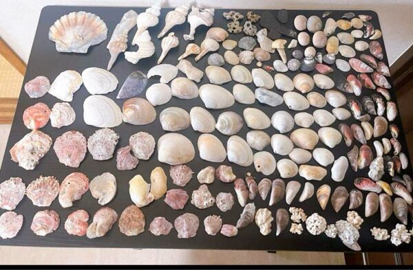 大量 貝殻 ハンドメイド 素材 クラフト 石 天然 シェル 夏休みの宿題 自由研究