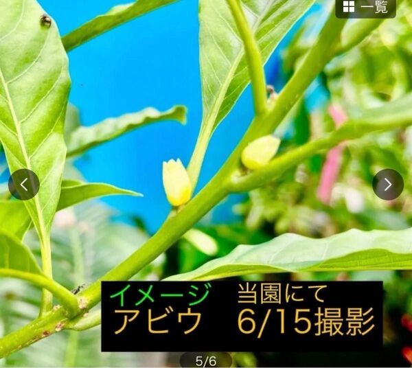 アビウ苗+穂木1本 特選実生苗