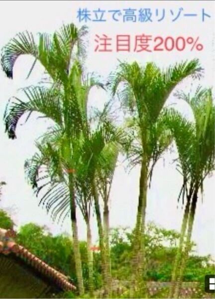 女王ヤシ 1鉢 耐寒性 リゾートタイム
