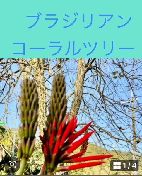 ②ブラジリアンコーラルツリー