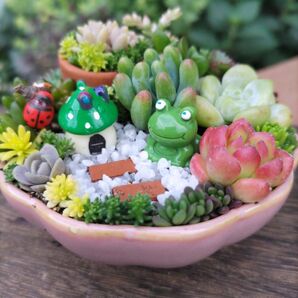 多肉植物寄せ植え そのまま飾れる陶器 多肉森のかえるちゃん