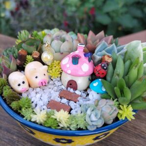 ぶーちゃん親子の多肉森 多肉植物寄せ植え そのまま飾れる陶器