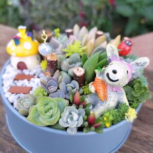 うさぎちゃんの多肉畑 多肉植物寄せ植え そのまま飾れる